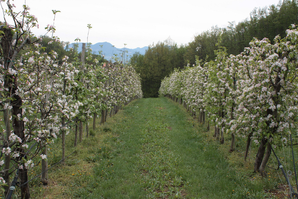 Villaga, San Donato, Scudellette, monte Cengia, Barbarano Vicentino