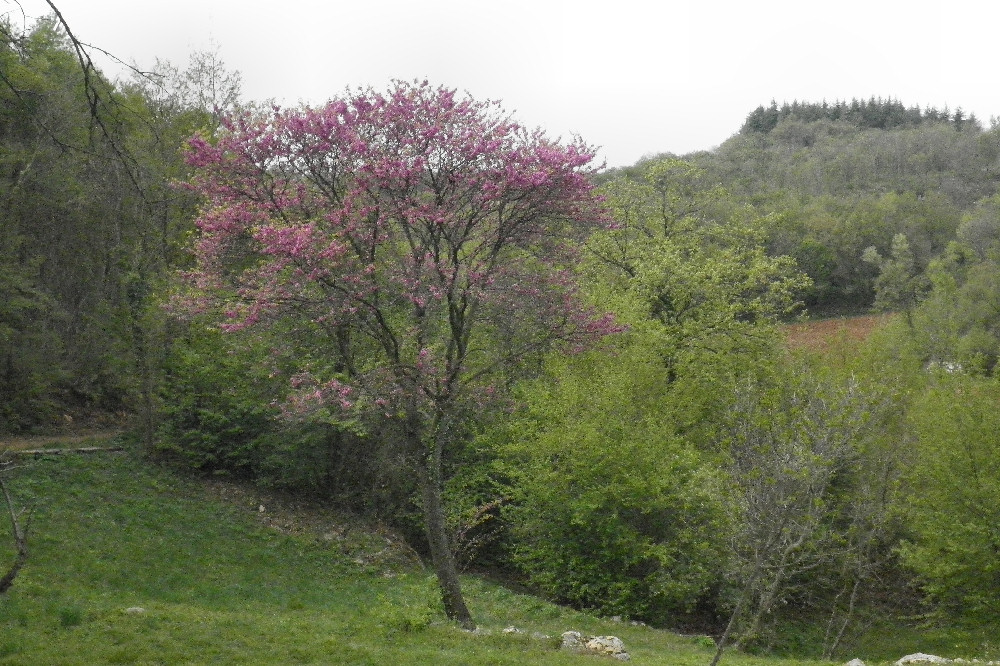 Villaga, San Donato, Scudellette, monte Cengia, Barbarano Vicentino