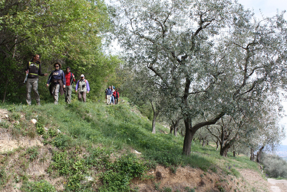 Villaga, San Donato, Scudellette, monte Cengia, Barbarano Vicentino