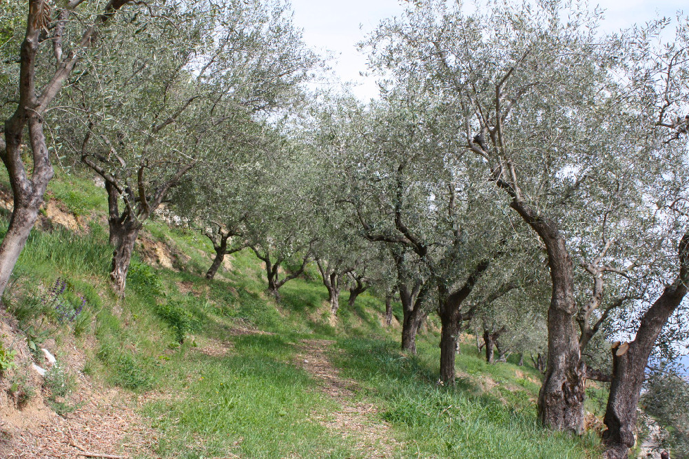 Villaga, San Donato, Scudellette, monte Cengia, Barbarano Vicentino