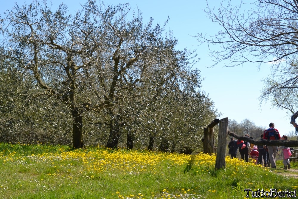 Sossano,Borgo di Campolongo,San Germano dei Berici,Monte Cistorello,Riveselle di Toara,Villaga